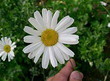 220px tanacetum cinerariifolium1