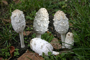 290px coprinus comatus