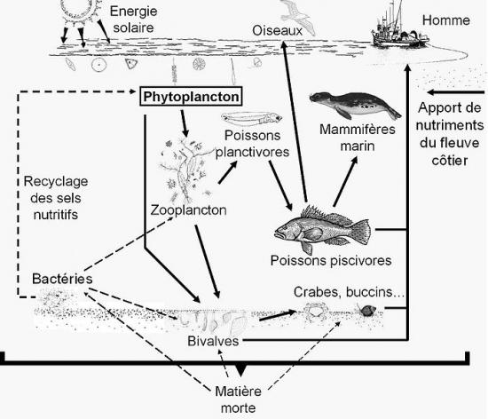 698px reseau trophique en eaux cotieres