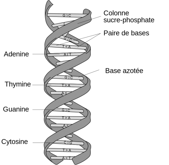 800px dna structure and bases fr svg