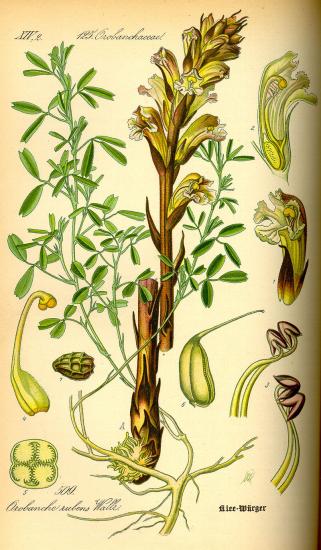 800px illustration orobanche lutea0