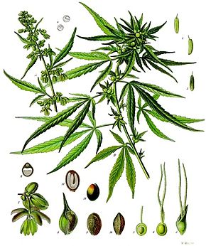 cannabis-sativa-kohler-s-medizinal-pflanzen-026.jpg