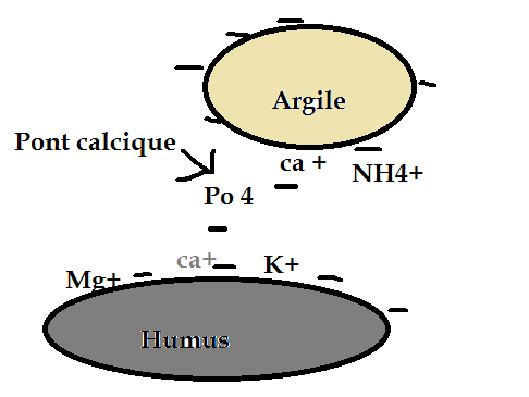 complexe-argilo-humique.png