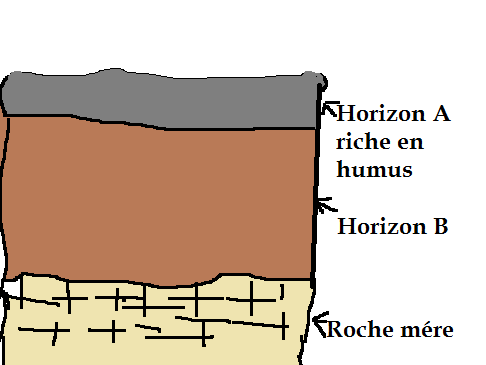 coupe-du-sol.png