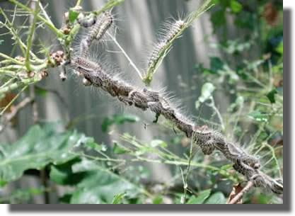 Defoliation processionnaires chene