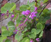 Desmodium