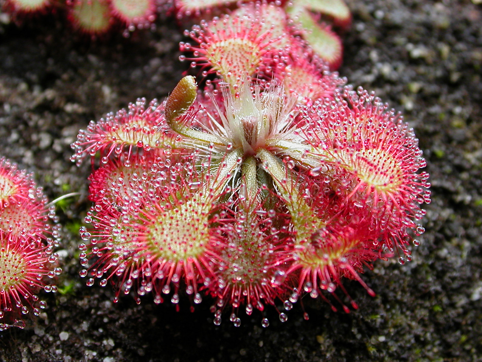 Drosera spatulata kansaihabit