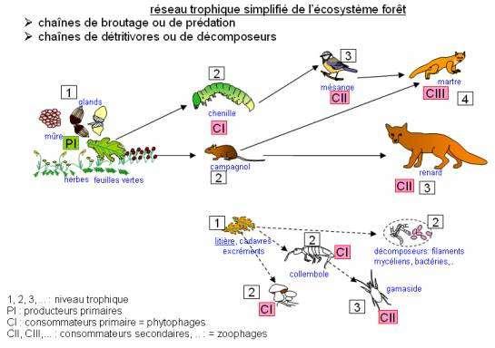 Ecosysteme foret reseau trophique