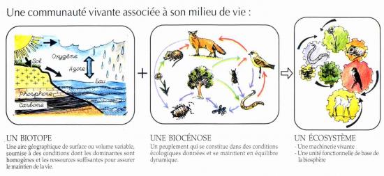 Ecosysteme2