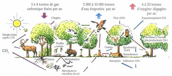 Ecosysteme3