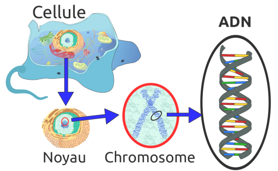 Eukaryote dna fr svg