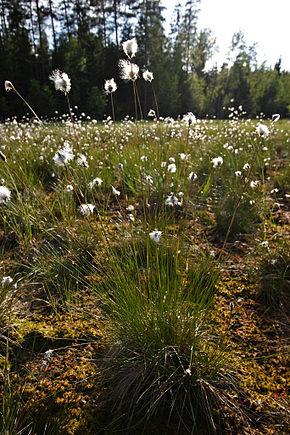 Linaigrette 1