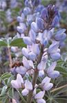 lupin-fleur-blanche.jpg