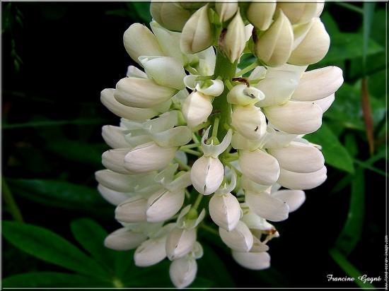 lupins-blancs100-4708.jpg