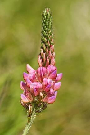 onobrychis-viciifolia-flower-spike.jpg