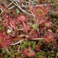 Photo drosera rotundifolia 1