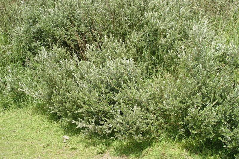 Salix repens 1