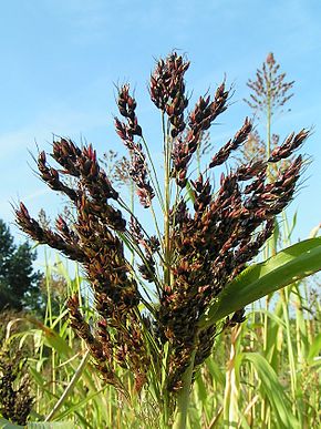 Sorghum bicolor03