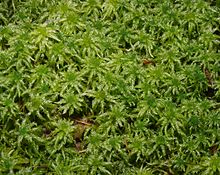 Sphagnum magellanicum 1