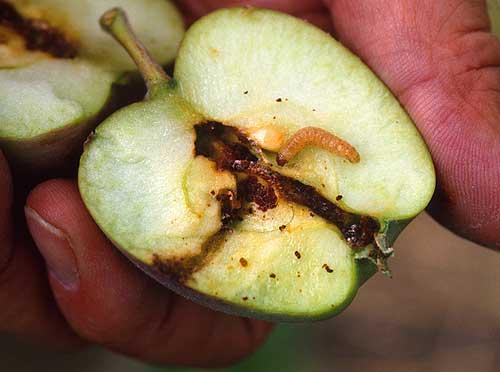 une-larve-de-carpocapse-dans-une-pomme.jpg